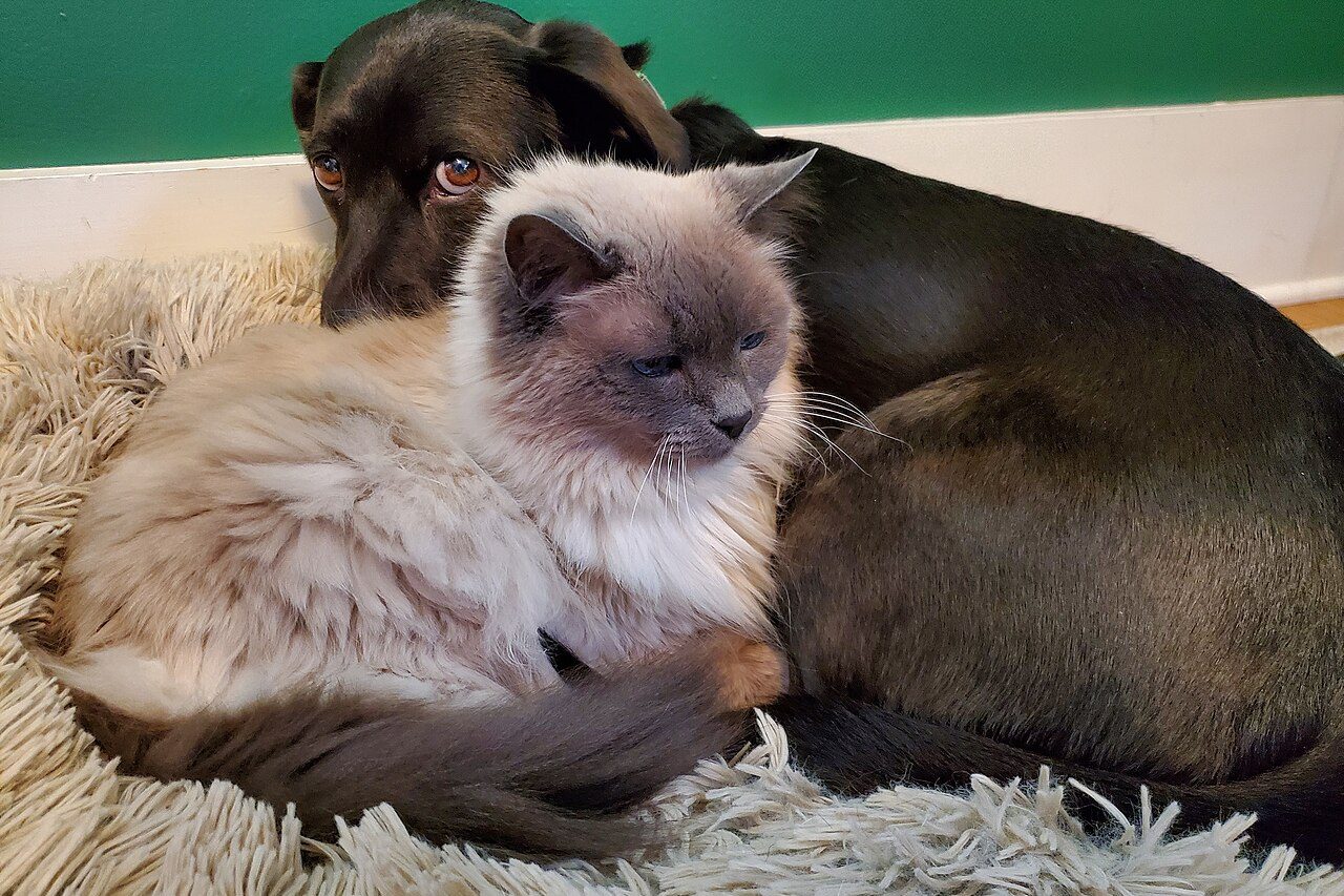 Como apresentar o filhote a outros cães e gatos