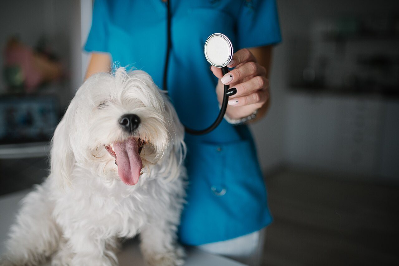 Primeira consulta veterinária: o que levar e o que perguntar