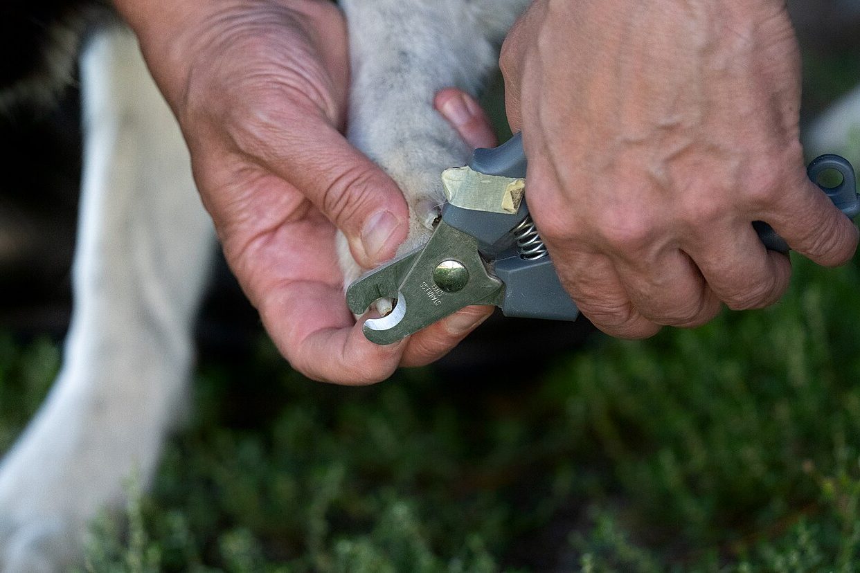 Unhas e patas: como acostumar o filhote ao manuseio