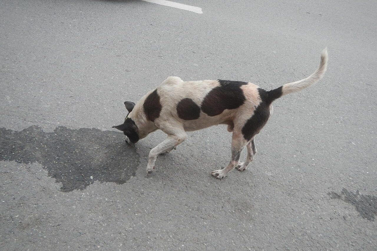 Xixi e cocô no lugar certo: passo a passo