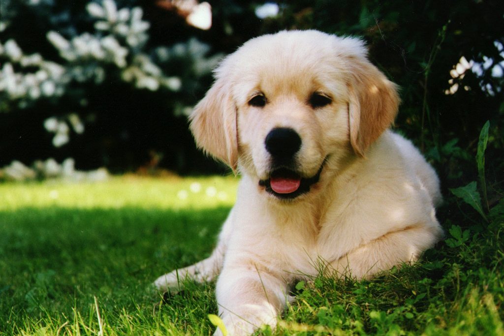Filhote de cachorro