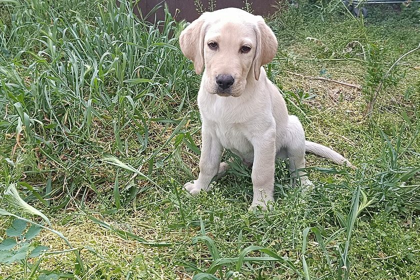 Filhote de cachorro olhando para a câmera