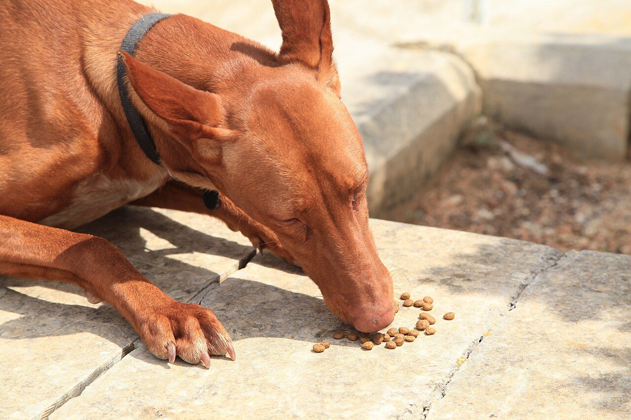 Alimentação: filhote de cachorro