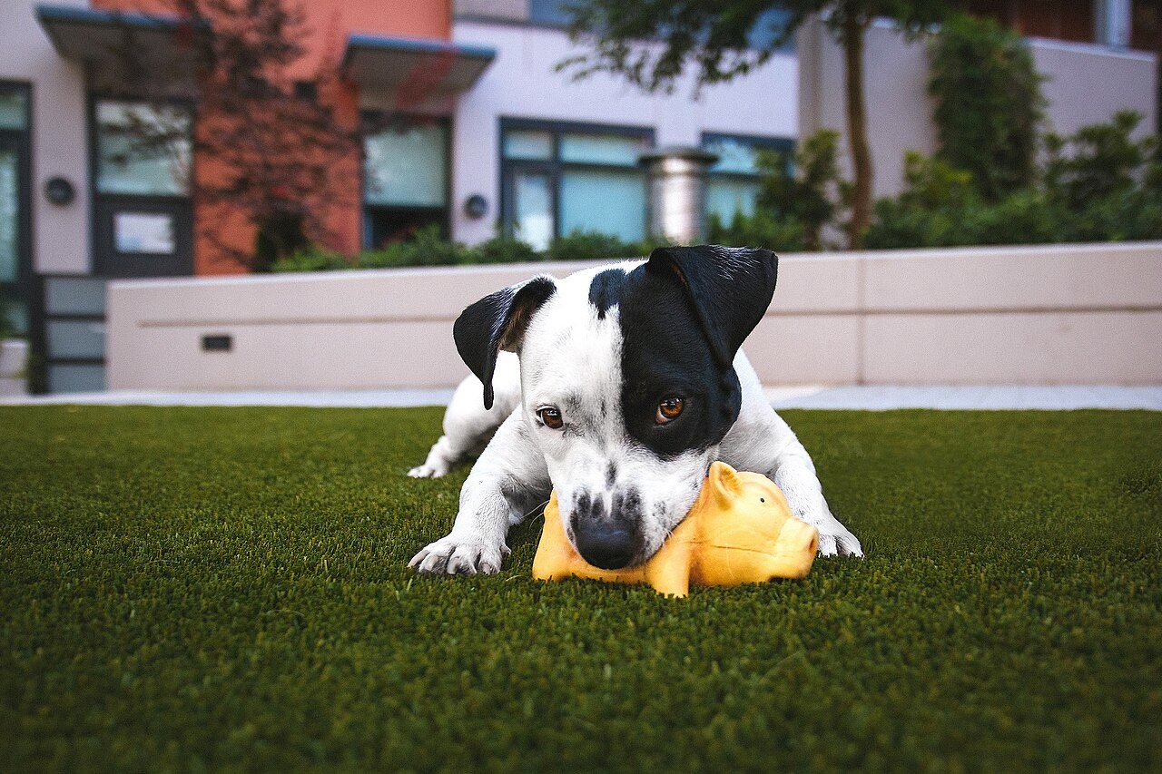 Enriquecimento ambiental: filhote de cachorro