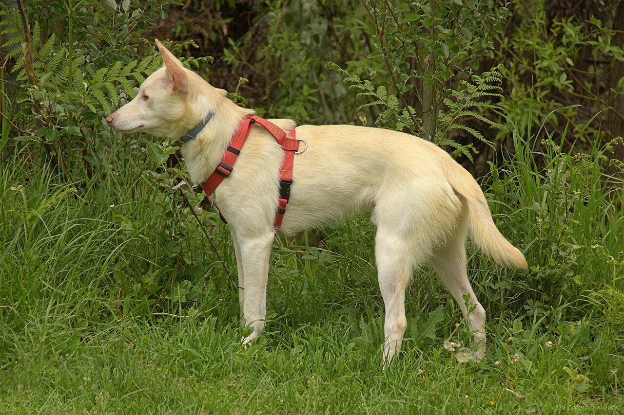Cuidados por fase de crescimento: filhote de cachorro