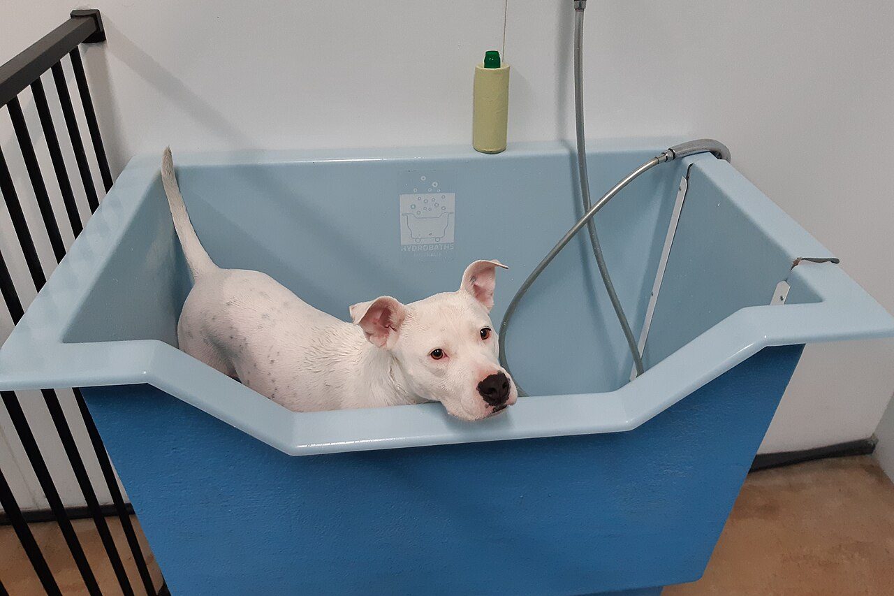 Higiene: filhote de cachorro