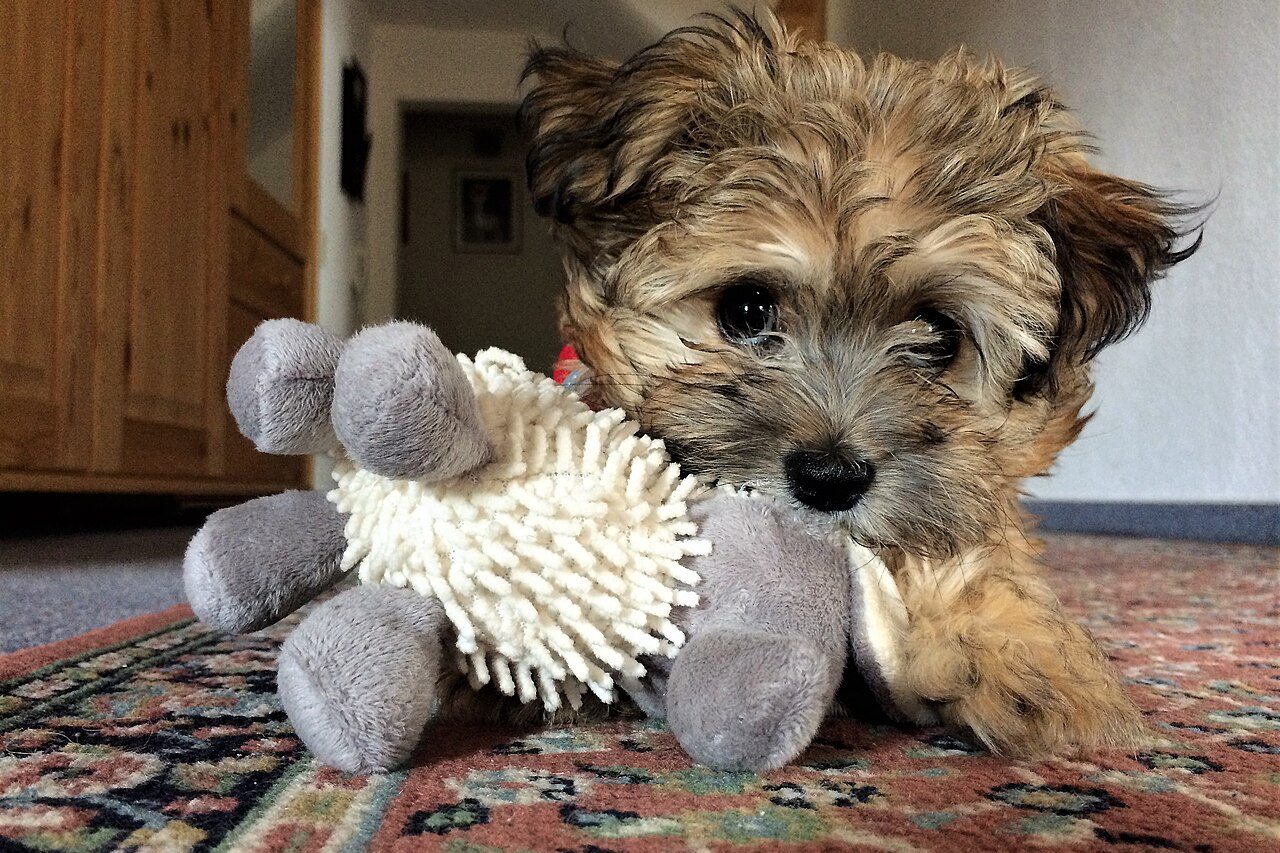 Mordidas e comportamento: filhote de cachorro