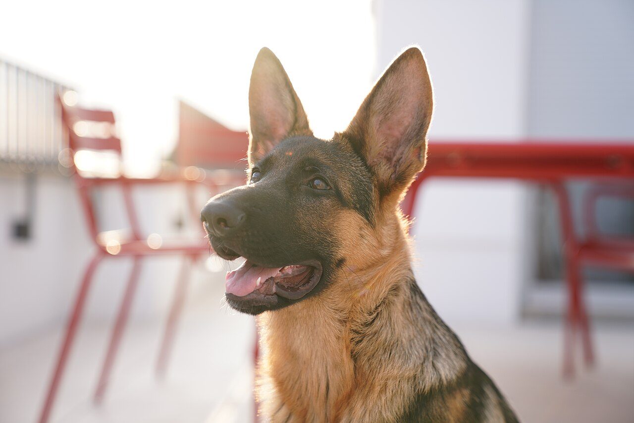 Outros cuidados importantes: filhote de cachorro