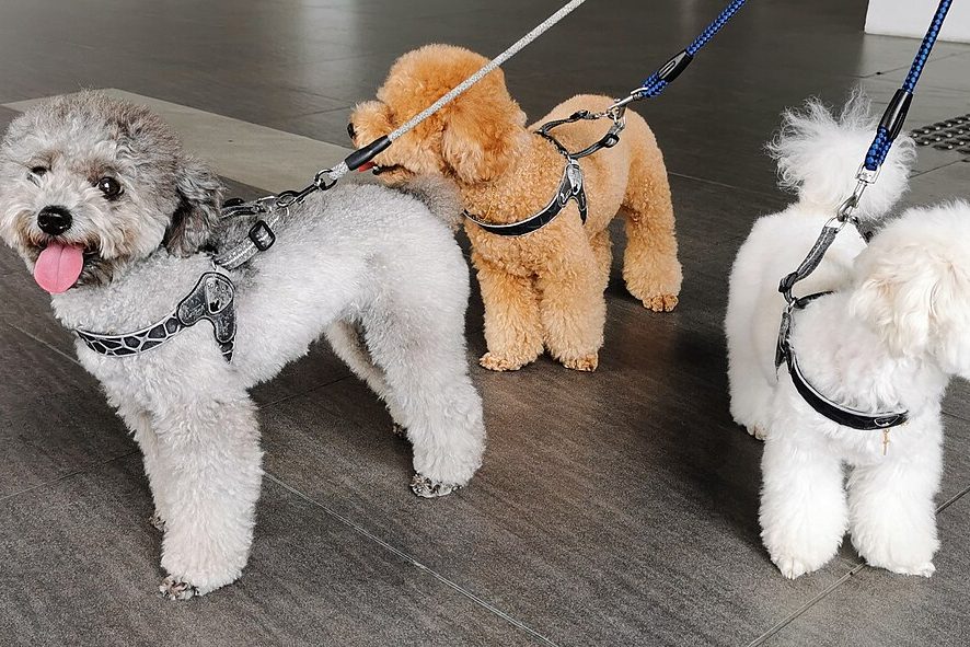 Passeios: filhote de cachorro