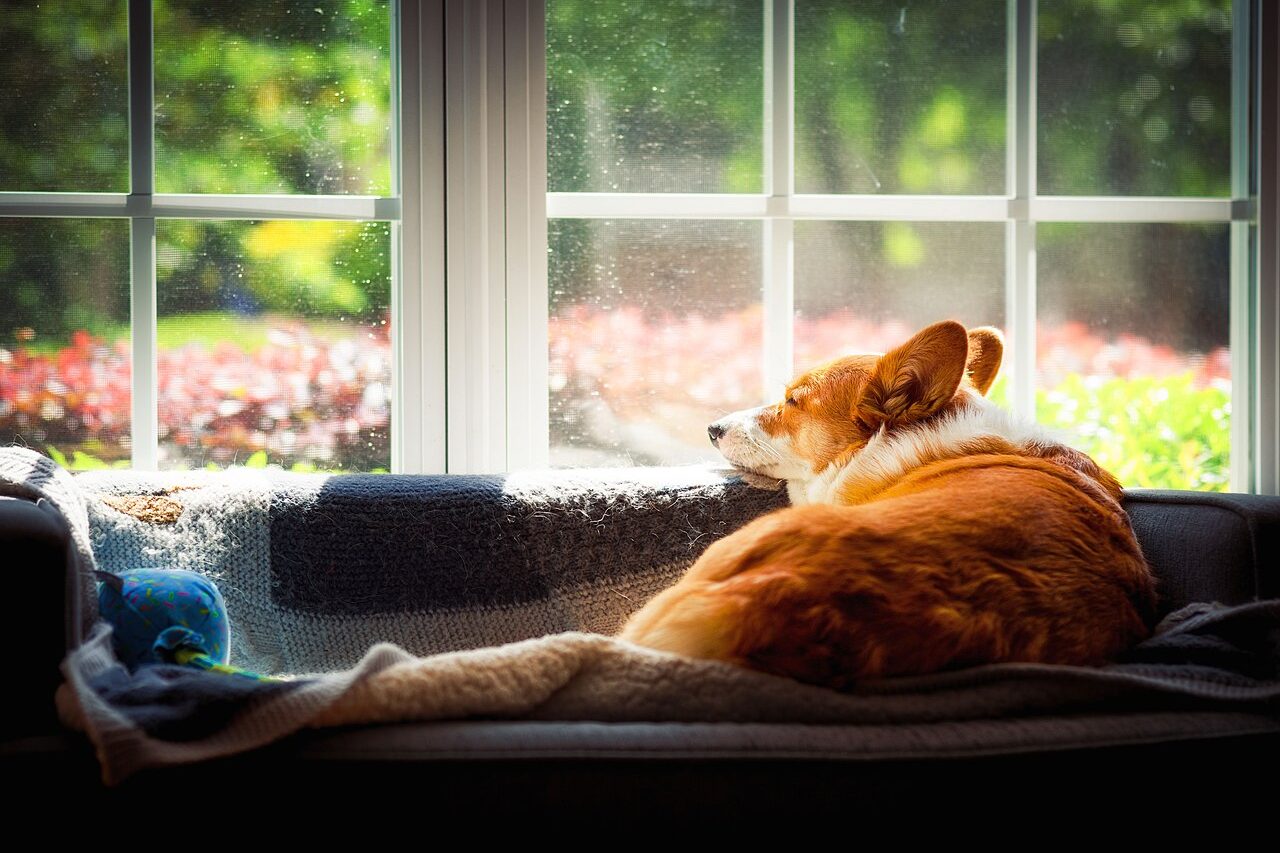 Preparação da casa: filhote de cachorro