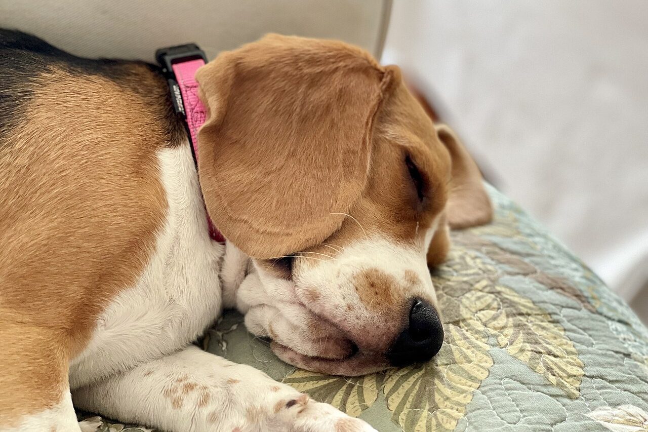 Sono e rotina: filhote de cachorro
