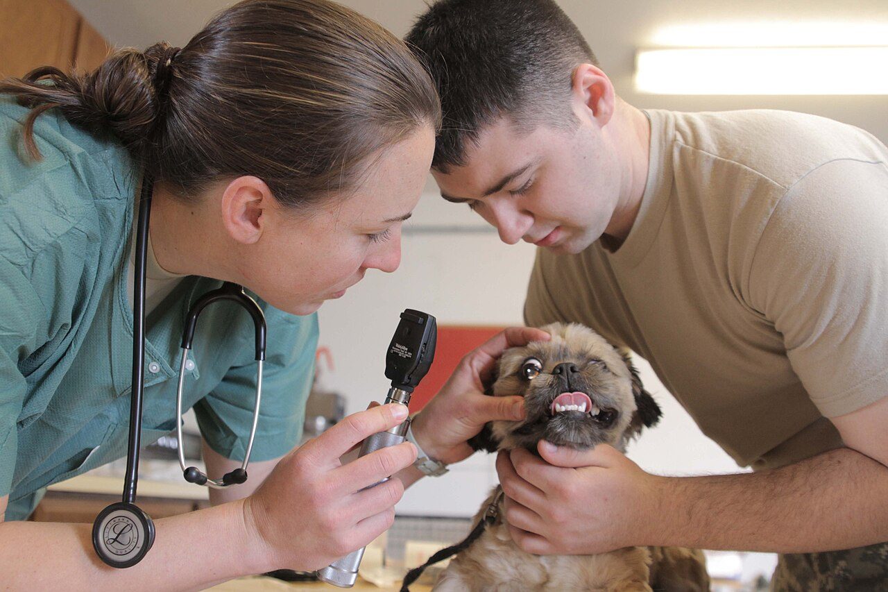 Vacinação e cuidados preventivos: filhote de cachorro