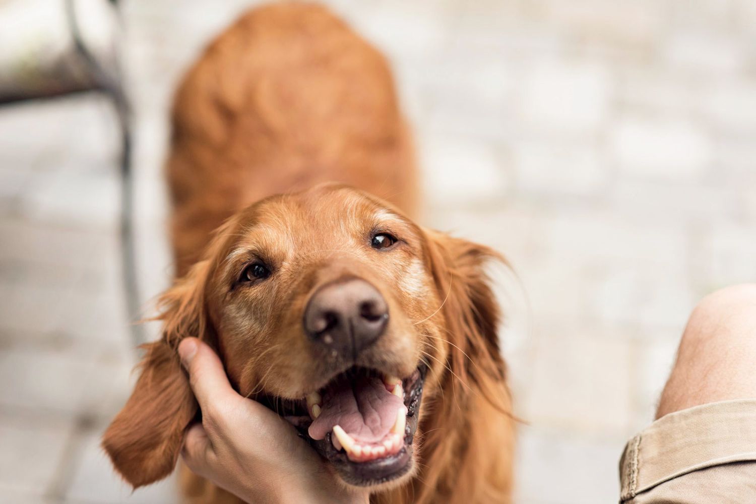 Pet Nutrition